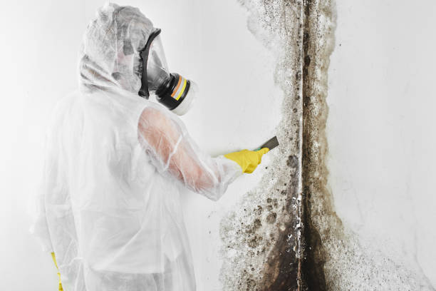 Crawl Space Mold Removal in Ellenville, NY