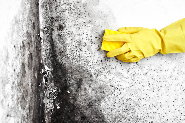 Best Home Mold Removal  in Ellenville, NY