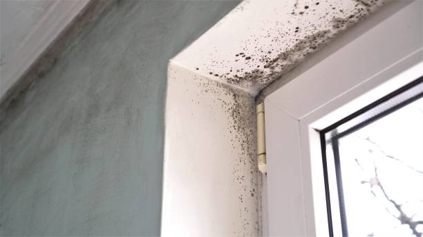 Best Mold Remediation Experts  in Ellenville, NY