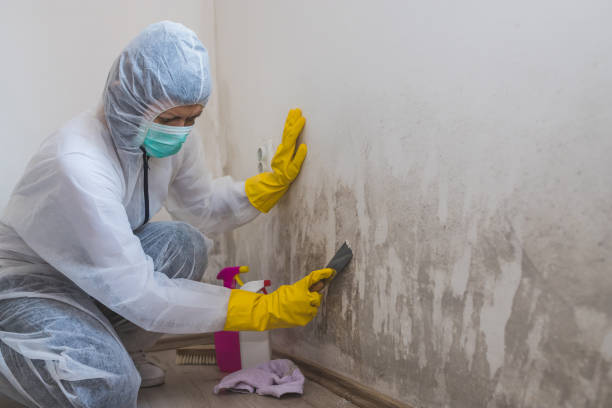 Best Affordable Mold Removal  in Ellenville, NY