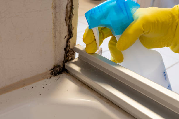 Office Mold Removal Services in Ellenville, NY