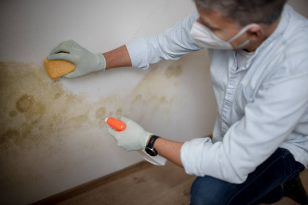 Best Mold Remediation  in Ellenville, NY