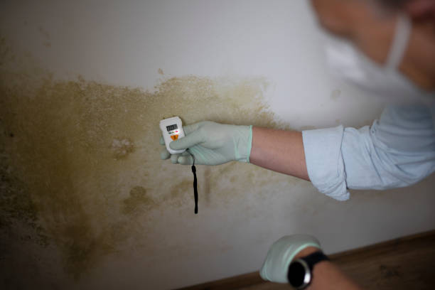 Best Commercial Mold Removal  in Ellenville, NY