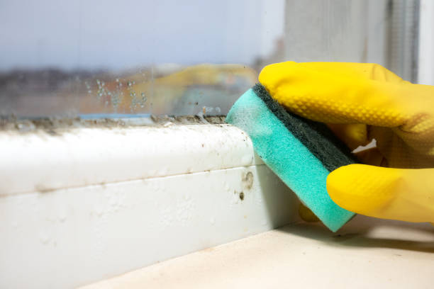 Best Fast Mold Removal  in Ellenville, NY