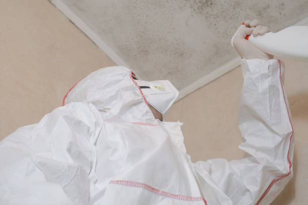 Best Residential Mold Removal  in Ellenville, NY