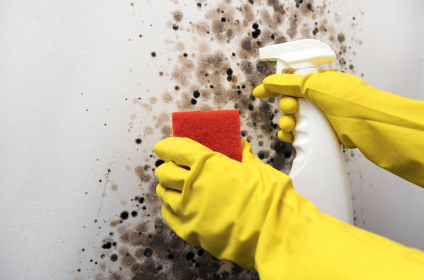 Best Mold Remediation Services  in Ellenville, NY