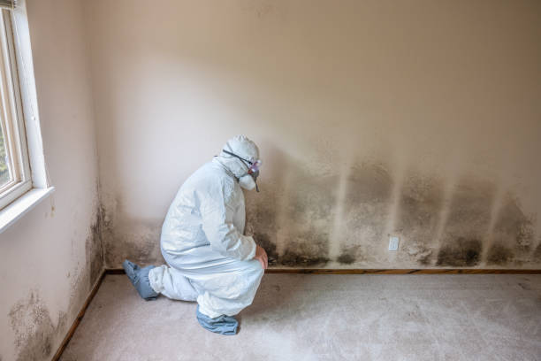 Best Mold Testing  in Ellenville, NY