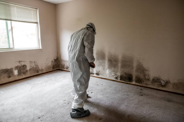 Best Mold Removal Specialists  in Ellenville, NY