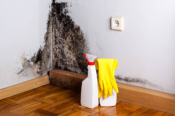 Home Mold Removal in Ellenville, NY