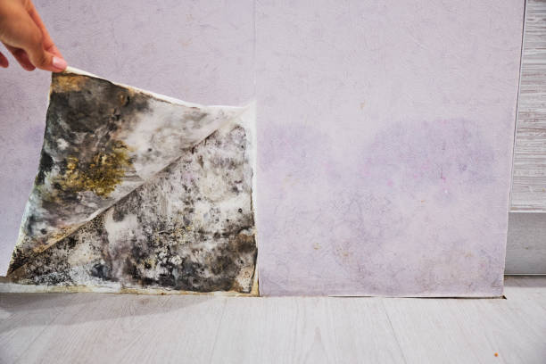 Best Office Mold Removal Services  in Ellenville, NY